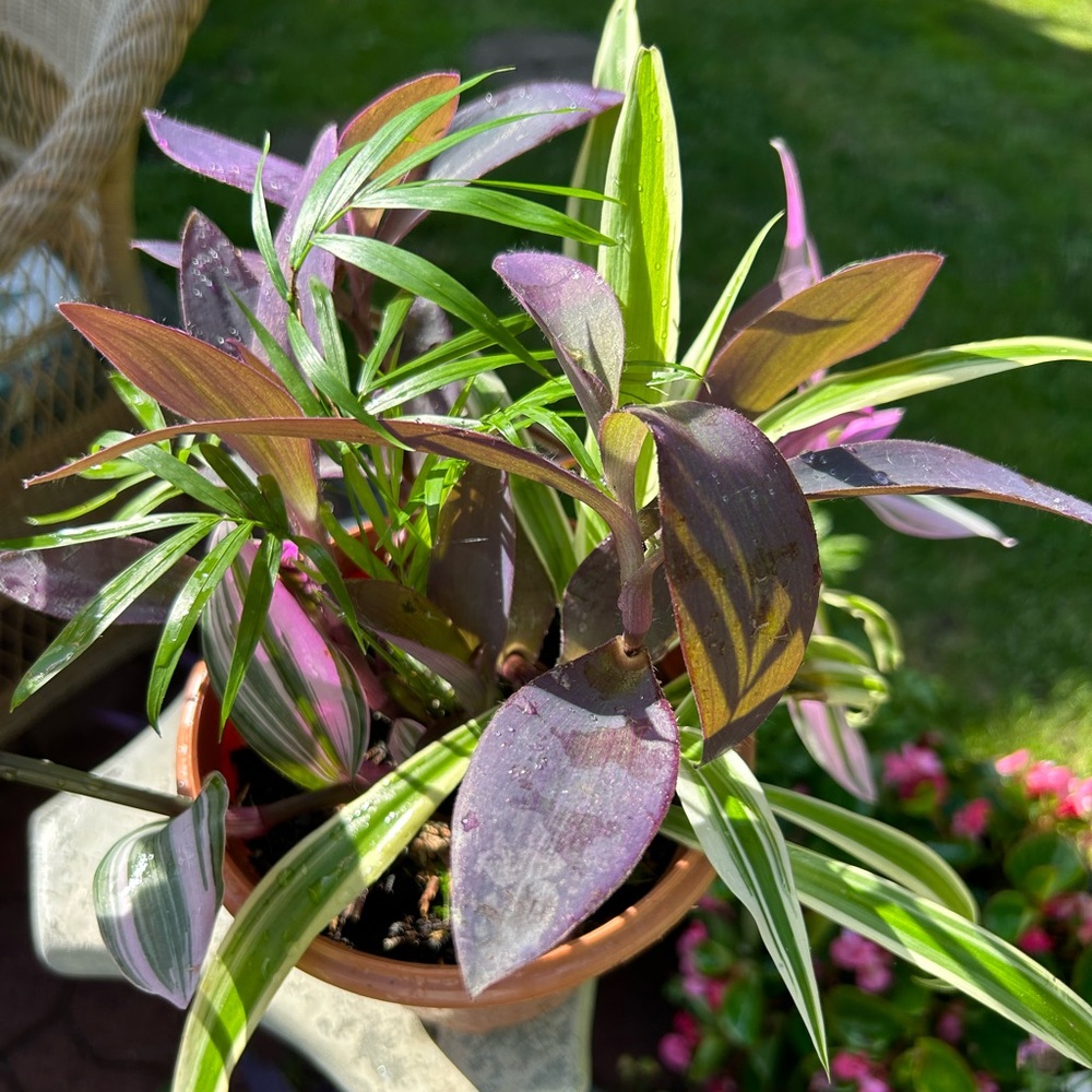 Bundle of plants growing in 6 inches container